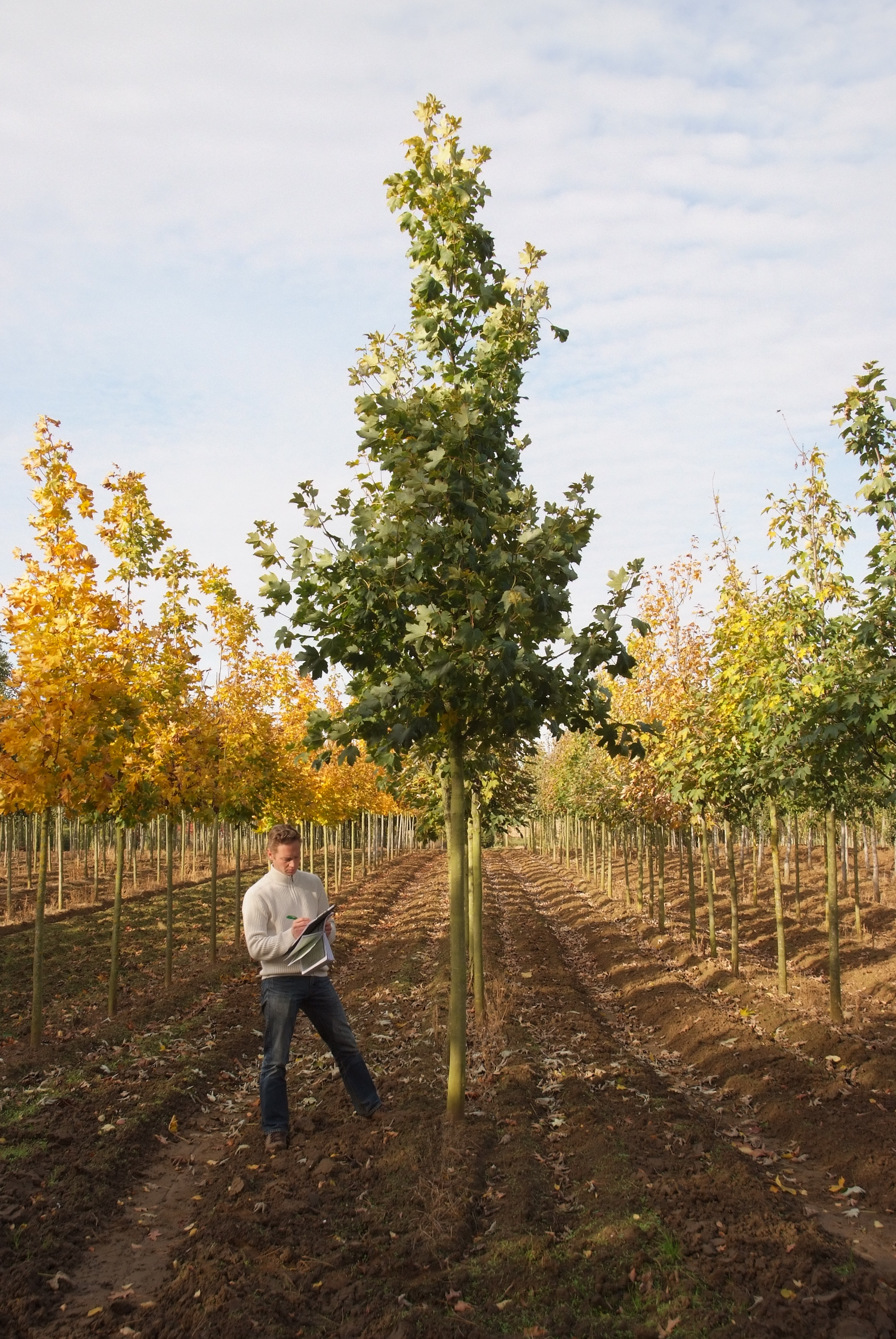 ცაცხვი - ფსევდოპატანუსი 